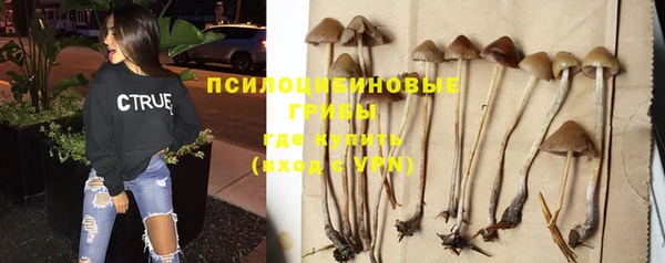 прущие грибы Баксан