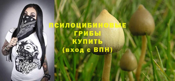 прущие грибы Баксан